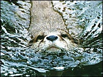 An otter (Stewart McDonald)