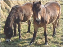 exmoor ponies