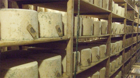 whole cheddars maturing in the storeroom.