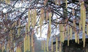hazel catkins