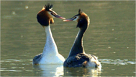 Courting Great Crested Grebes c/o Gary Oldmeadow
