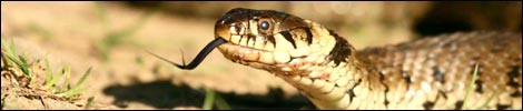 Large grass snake, taken by Rob Ward