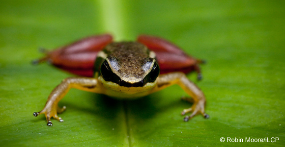 Newly discovered species of frog