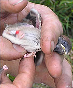 Dave rings a chick