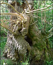 Ash in ancient coppice