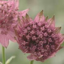 Astrantia major 'Roma'