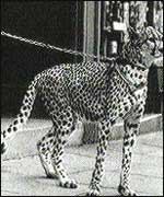 Big Cats were once kept as pets