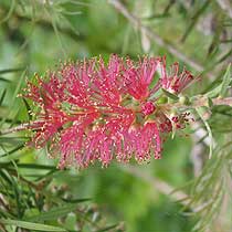 Callistemon citrinus