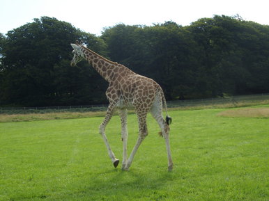 A casual looking giraffe