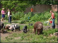 Priestlands School pigs