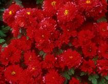 Chrysanthemum