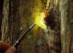 Filming a army ant nest using fibre optic cameras