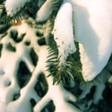 Snow on evergreen tree