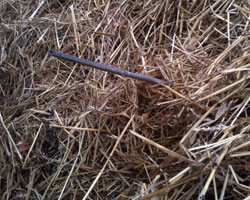 Bamboo in compost