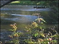 Bridge over the River Leven