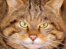 Scottish wildcat