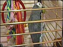 A parrot frightened by the earthquake.