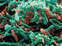 TB Bacteria