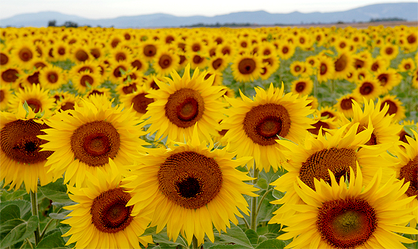 Sunflowers