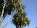 Palm trees at St. Brelade