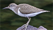 A common sandpiper
