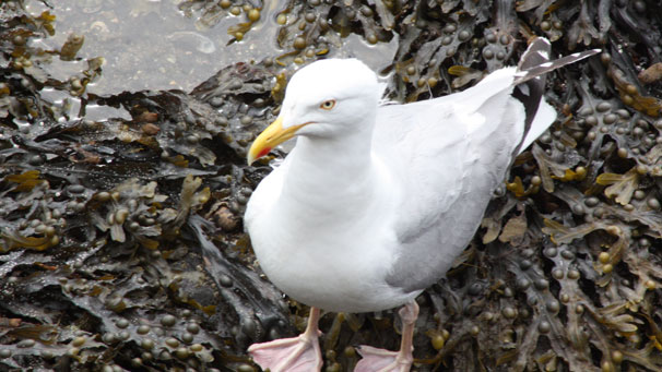 Billy McLennan's photograph begins a gallery of that seaside staple: the gull.