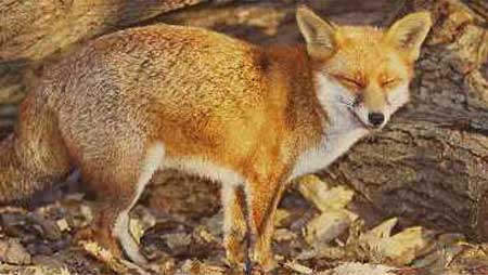 Fox c/o RSPB images Robert Glendell