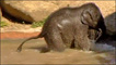Bebê-elefante no Zoológico de Melbourne