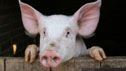 pig © ricky_68fr - Fotolia.com
