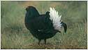 Black Grouse c/o RSPB Images and Richards