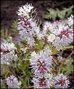 White fluffy flowers