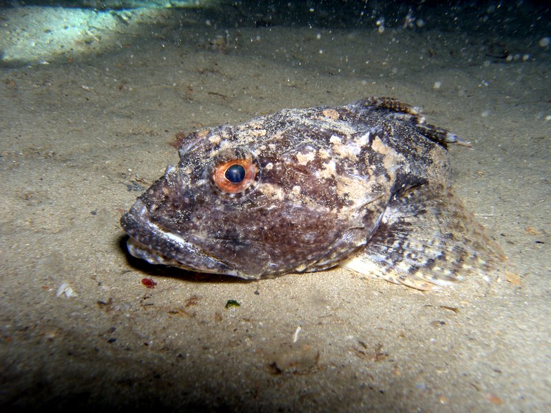 Grumpy fish