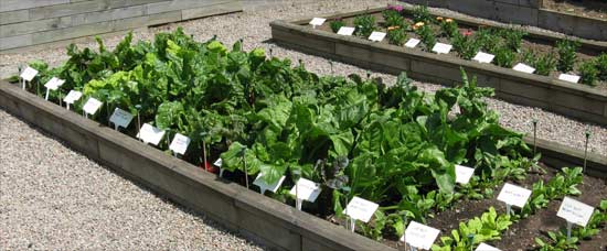 Chard trial at The Beechgrove Garden