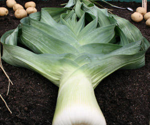 Giant leek