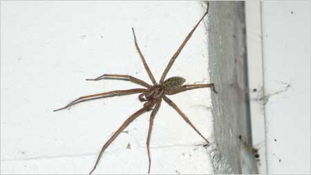 Spider c/o Annabelle Tipper