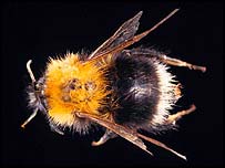 A bumblebee
