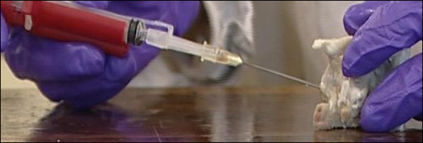 Injection into segment of cow spine