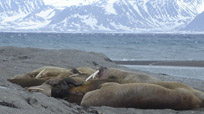 Walruses on a beach in Svalbard