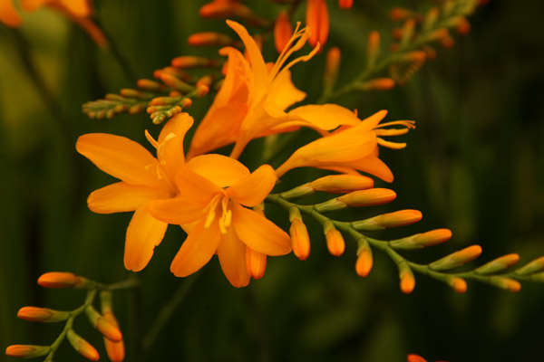 Crocosmia Irish dawn