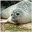 Coast Index (Image: Seal Pup c/o Beans Boats)