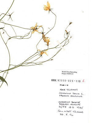 DNA barcode of spreading bellflower (Campanula patula)