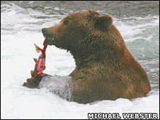 Bear eating salmon