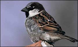 House Sparrow