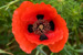 Poppy