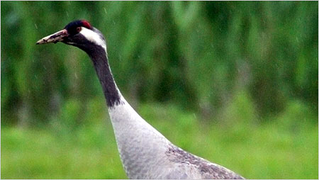 Crane c/o rspb