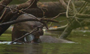 Giant otter eating a fish
