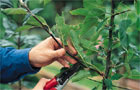 Pruning trees