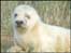 Baby seal