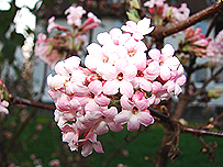 Viburnhum bodnantense