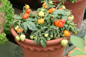 tomatoes growing in pots
